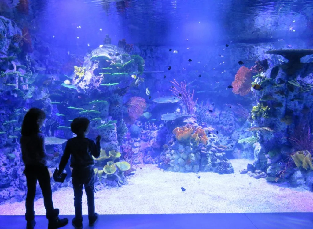 Atlantis Aquarium e Esqui